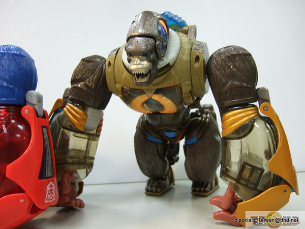 Year Of The Monkey Optimus Primal Out Of Box Show Platinum Edition Compared With Original  (37 of 50)